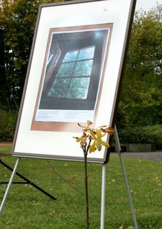 Kastanie mit Fenstermotiv